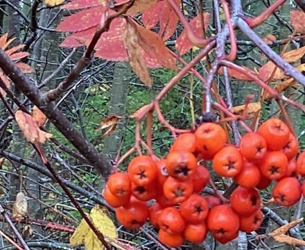 IMG 1614 Estelle Carney