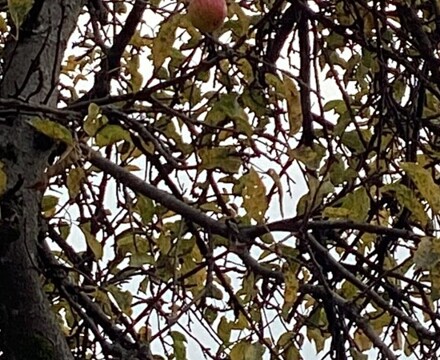 IMG 1617 Estelle Carney