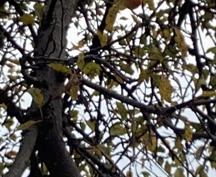 IMG 1618 Estelle Carney