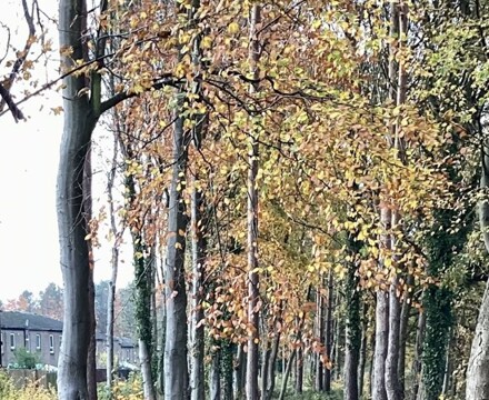 IMG 1584 Estelle Carney